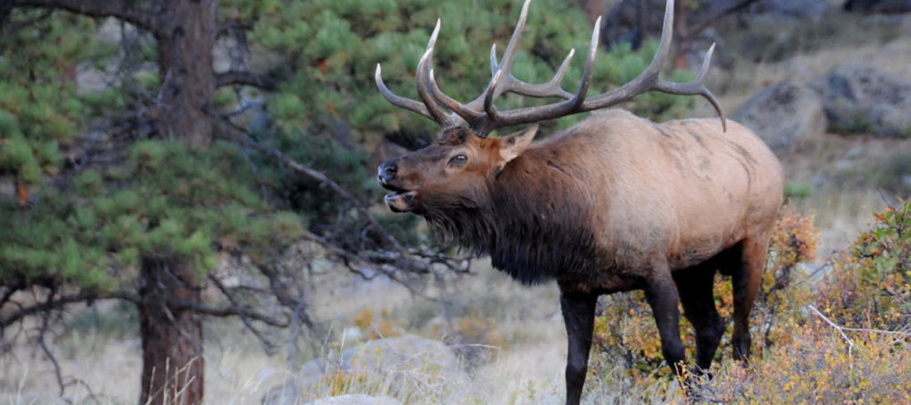 Elk Hunting