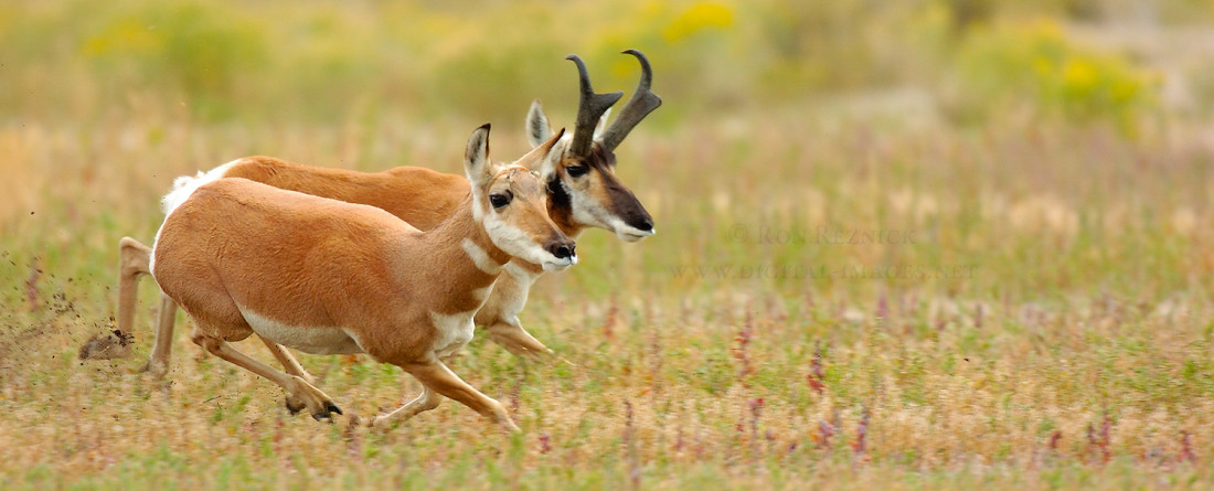 Antelope Hunting