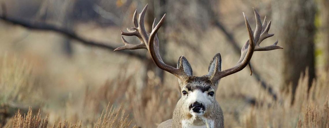 Mule Deer Hunting